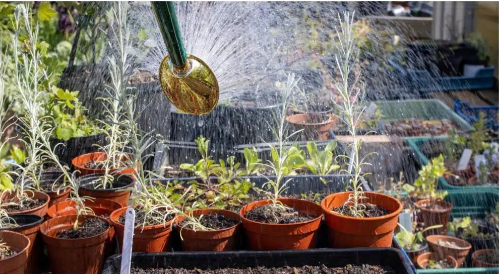 Green plants which has been watering